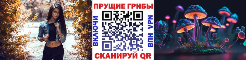 Купить где  Богородицк  Псилоцибиновые грибы Psilocybe 